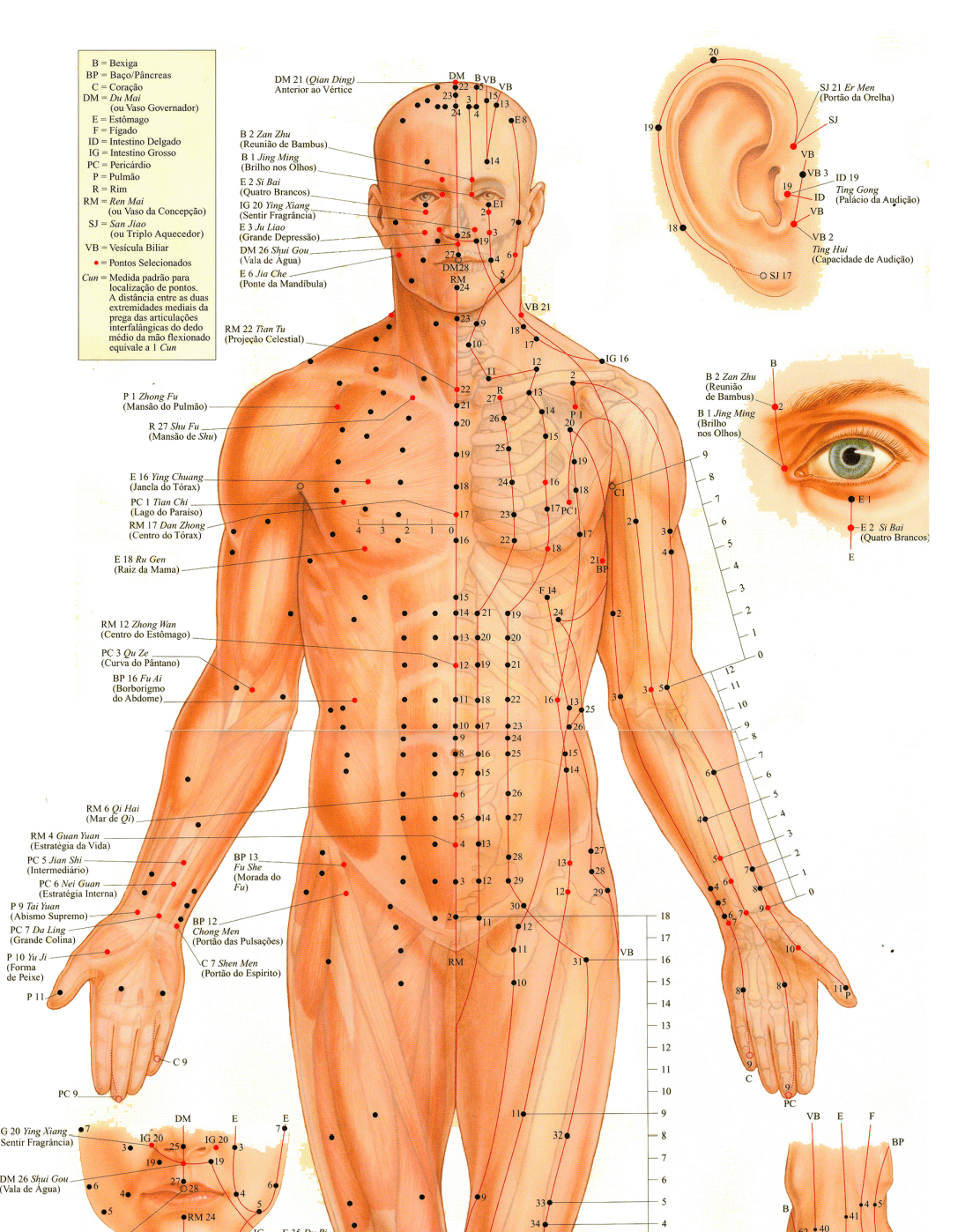 Curso de Massagem / Massagista / +25 Formações / EAD/ Profissional / R$97