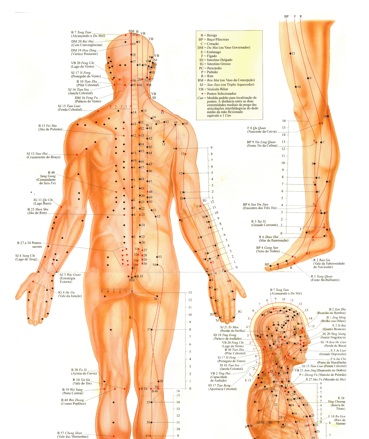 Curso de Massagem / Massagista / +25 Formações / EAD/ Profissional / R$97